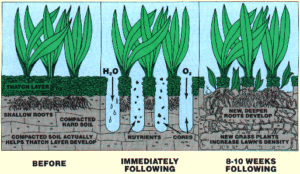Core Aeration Before and After